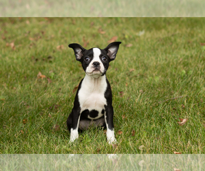Boston Terrier Puppy for sale in MILFORD, IN, USA