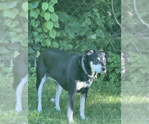 German Shepherd Dog-Unknown Mix Dogs for adoption in Brewster, NY, USA