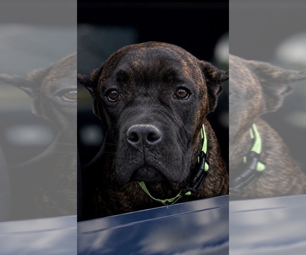 Medium Photo #29 Cane Corso Puppy For Sale in ANDERSON, IN, USA