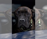 Small #28 Cane Corso