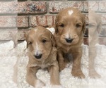 Small Photo #5 Goldendoodle Puppy For Sale in FOLSOM, CA, USA