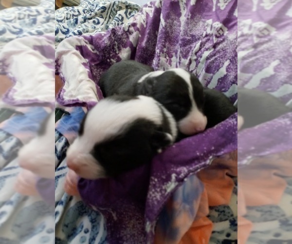 Medium Photo #36 Australian Shepherd-Pembroke Welsh Corgi Mix Puppy For Sale in GALLEGOS, NM, USA