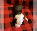 Small #4 Australian Shepherd
