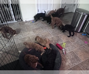 Poodle (Standard) Puppy for sale in GLOUCESTER, VA, USA