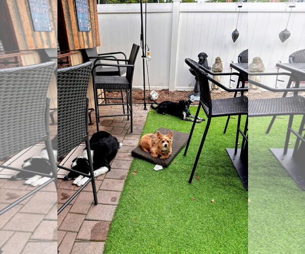 Medium Photo #8 Collie-Labrador Retriever Mix Puppy For Sale in Rockaway, NJ, USA