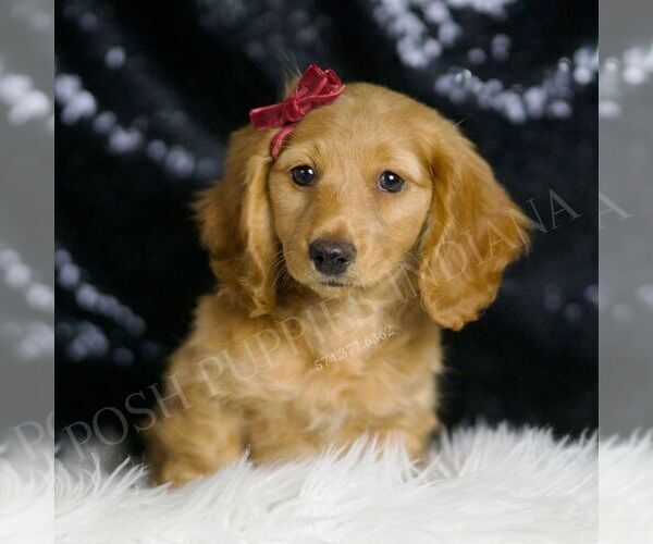 Medium Photo #4 Dachshund Puppy For Sale in WARSAW, IN, USA