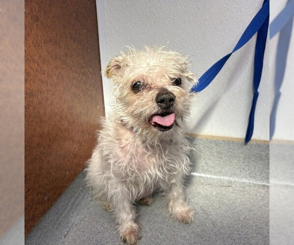 Medium Photo #2 Cairn Terrier Puppy For Sale in Rancho Cucamonga, CA, USA