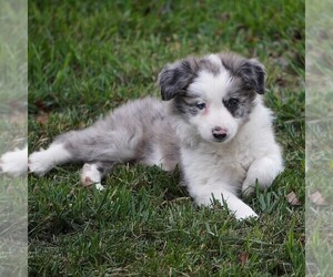 Border Collie Puppy for sale in DOUGLASS, KS, USA
