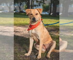 Small #16 Labrador Retriever Mix