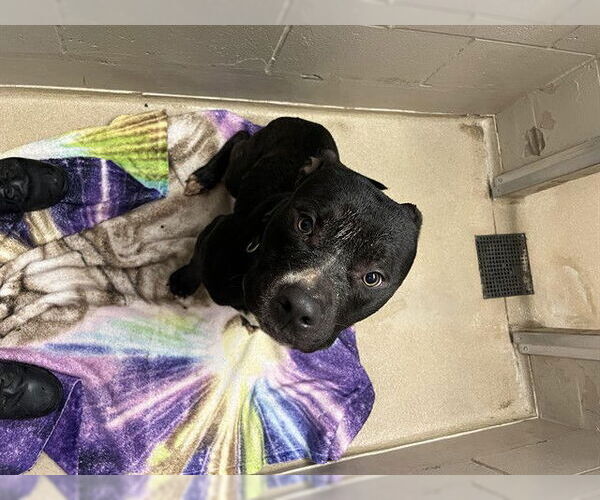 Medium Photo #1 American Pit Bull Terrier Puppy For Sale in Decatur, IL, USA