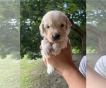 Small #2 Golden Retriever