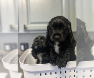 Cocker Spaniel Puppy for Sale in BRECKENRIDGE, Colorado USA