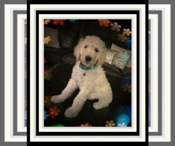 Medium Photo #1 Poodle (Standard) Puppy For Sale in RIALTO, CA, USA