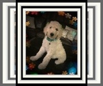 Small Photo #1 Poodle (Standard) Puppy For Sale in RIALTO, CA, USA