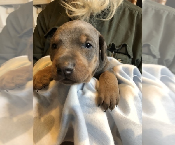 Medium Photo #5 Doberman Pinscher Puppy For Sale in ONARGA, IL, USA