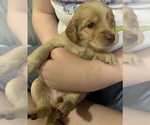 Puppy 9 Cock-A-Poo-Goldendoodle Mix