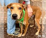 Small #3 Labrador Retriever Mix