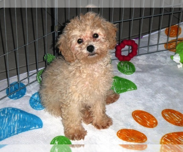 Medium Photo #11 Poodle (Toy) Puppy For Sale in ORO VALLEY, AZ, USA