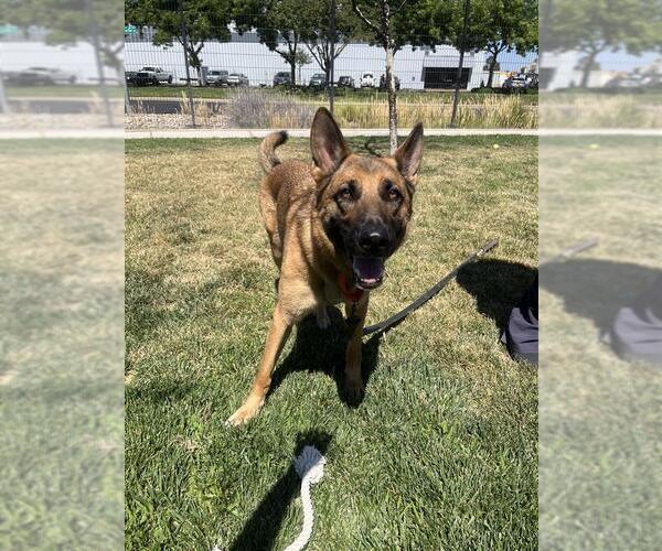 Medium Photo #3 German Shepherd Dog-Unknown Mix Puppy For Sale in Elk Grove, CA, USA