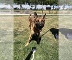 Small #2 German Shepherd Dog Mix