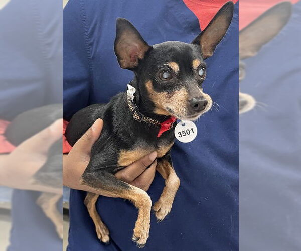 Medium Photo #1 Miniature Pinscher Puppy For Sale in Forestville, MD, USA