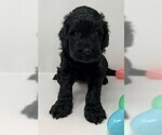 Small Photo #2 Labradoodle Puppy For Sale in PIERSON, FL, USA