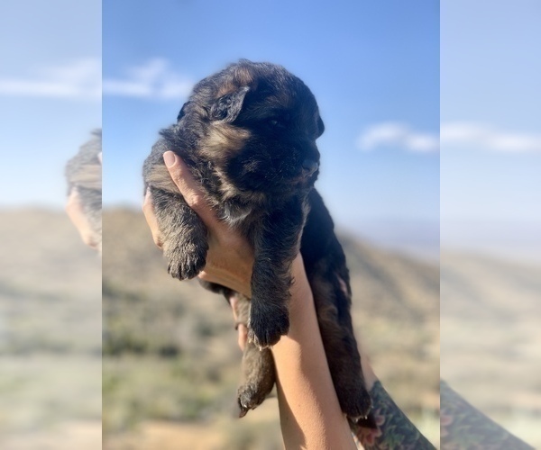 Medium Photo #21 German Shepherd Dog Puppy For Sale in PINON HILLS, CA, USA
