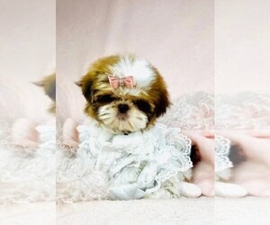 Medium Shih Tzu