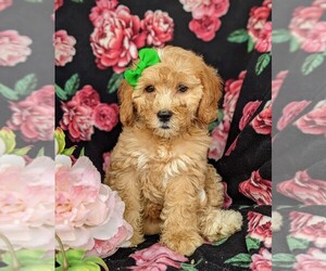 Goldendoodle-Poodle (Miniature) Mix Puppy for sale in KIRKWOOD, PA, USA