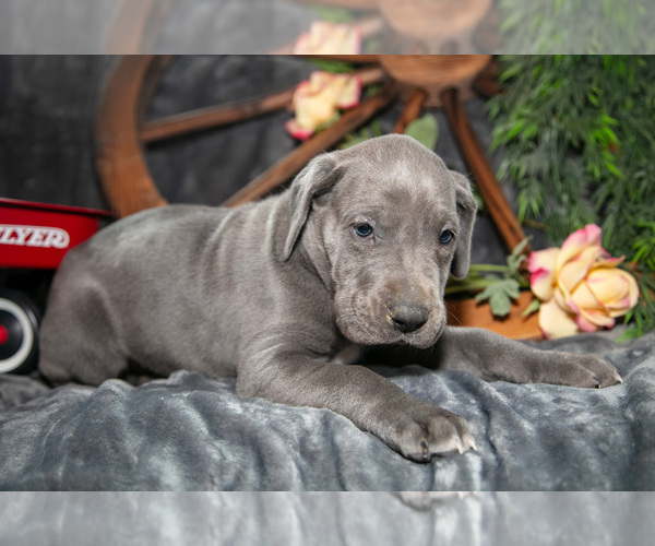 Medium Photo #11 Great Dane Puppy For Sale in SHELBY, OH, USA