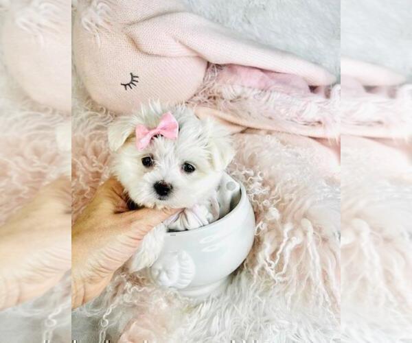 Medium Photo #7 Maltese Puppy For Sale in MIAMI, FL, USA