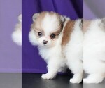 Small #3 Pomeranian