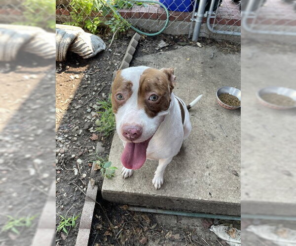 Medium Photo #1 American Staffordshire Terrier-Unknown Mix Puppy For Sale in Lee's Summit, MO, USA