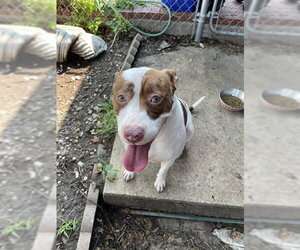 American Staffordshire Terrier-Unknown Mix Dogs for adoption in Lee's Summit, MO, USA
