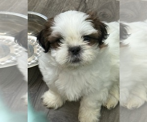 Shih Tzu Puppy for sale in YUCAIPA, CA, USA