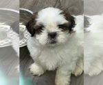 Small Shih Tzu