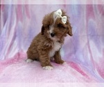Small #6 Cavapoo (Standard)