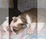 Small Photo #7 Bulldog Puppy For Sale in FLINT, MI, USA