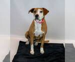 Small #1 Mutt