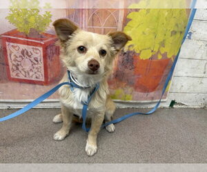 Cardigan Welsh Corgi-Chihuahua Mix Dogs for adoption in San Bernardino, CA, USA