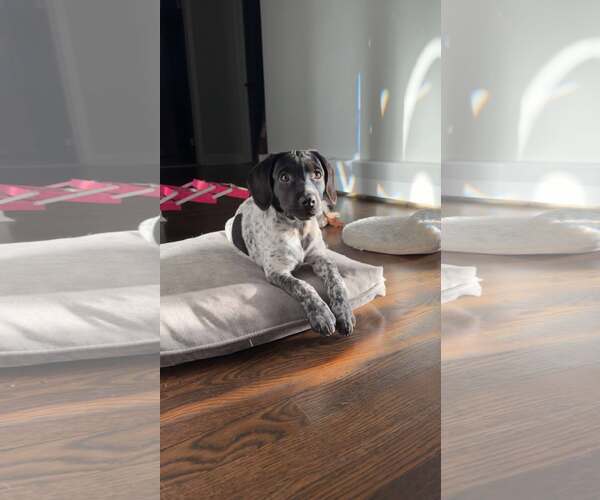 Medium Photo #19 Bluetick Coonhound-Unknown Mix Puppy For Sale in pomfret, CT, USA