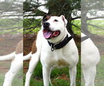 Small American Staffordshire Terrier-Argentinian Mastiff Mix