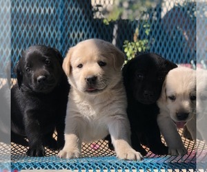 Labrador Retriever Puppy for sale in MORENO VALLEY, CA, USA
