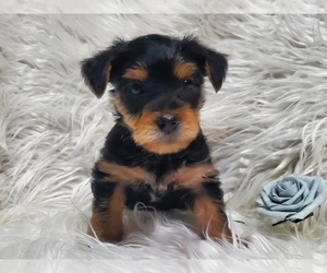 Yorkshire Terrier Puppy for sale in NEVADA, TX, USA