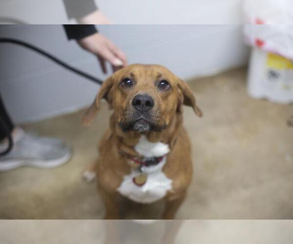 Medium Photo #1 Beagle-Unknown Mix Puppy For Sale in Mountain Home, AR, USA