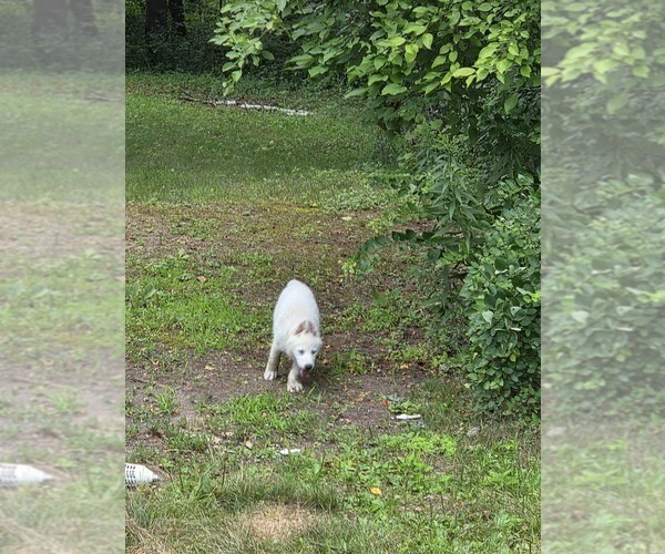 Medium Photo #2 Siberian Husky Puppy For Sale in PINE CITY, MN, USA