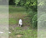 Small #1 Siberian Husky