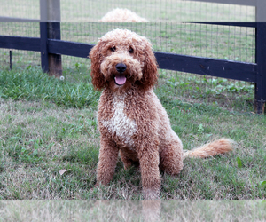 Father of the Goldendoodle puppies born on 05/20/2023