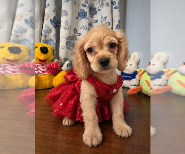 Medium Photo #19 Cocker Spaniel Puppy For Sale in DURHAM, CT, USA