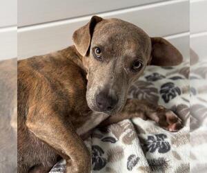 Mutt Dogs for adoption in San Diego, CA, USA